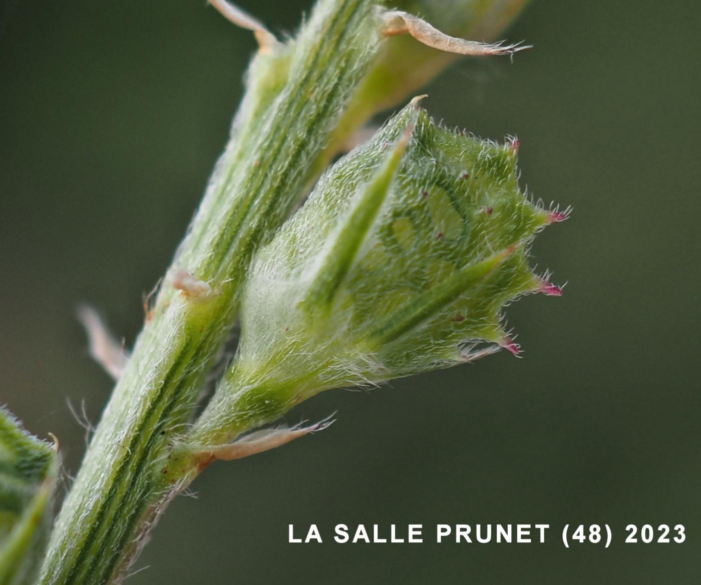 Sainfoin fruit